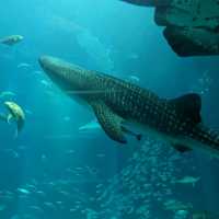 【巨大水槽を浅瀬から深層まで眺める】水族館
