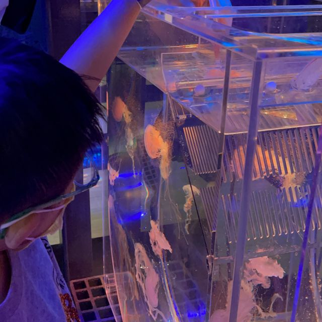 海洋主題兒童樂園🎉！欣賞水族館