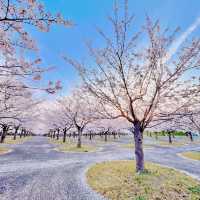 【幕張豊砂】さくら広場