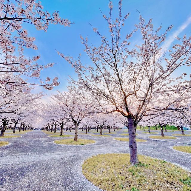 【幕張豊砂】さくら広場