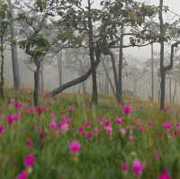 ทุ่งดอกกระเจียวบาน  อุทยานแห่งชาติไทรทอง