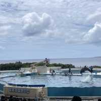 如果沒來過美麗海水族館就等於沒來過沖繩