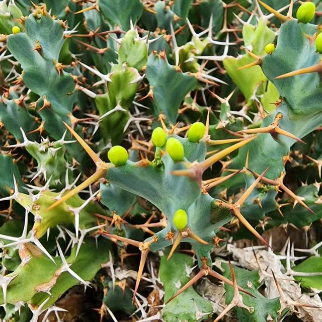Jone's Garden 