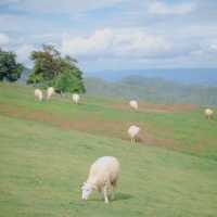 ⛰️🐑 ไปหาน้องแกะกัน Akha Farmville อากาศดี