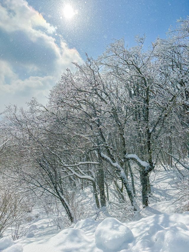 ❄️국내 눈오는날 바로 달려가야할 삼양라운드힐