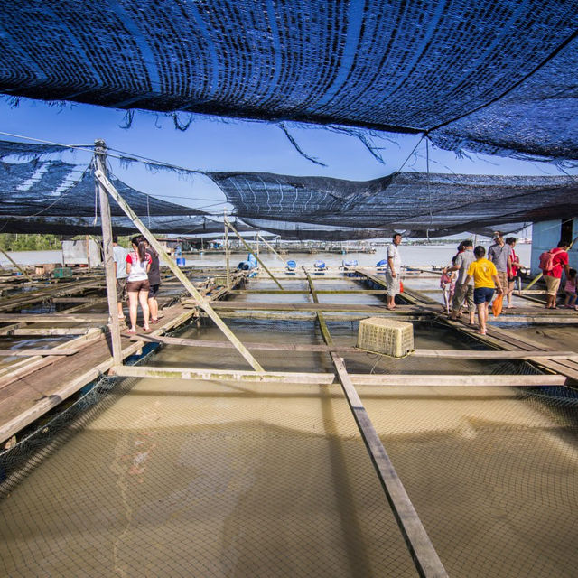 Marine Life unfolds at Kukup Kelong