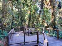 สัมผัสป่าดึกดำบรรพ์ อาลีซานเมืองไทย 🌲🌲🌲