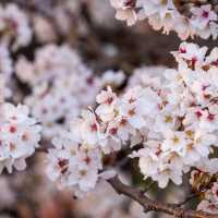 Jochiwon Cherry Blossom Road 