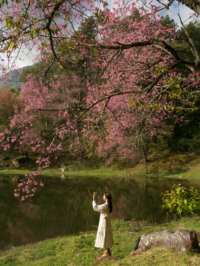 Wild Himalayan Cherry season in Thailand