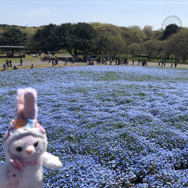 【國營日立海濱公園】藍粉蝶的夢幻山丘📷🦋