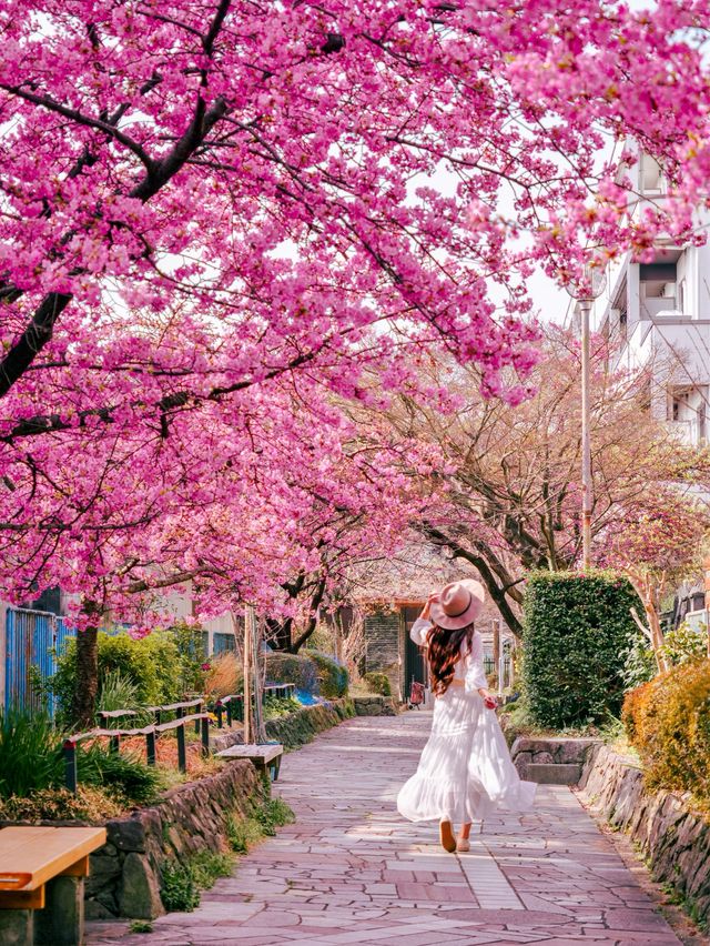 【京都】関西一の河津桜スポット🌸