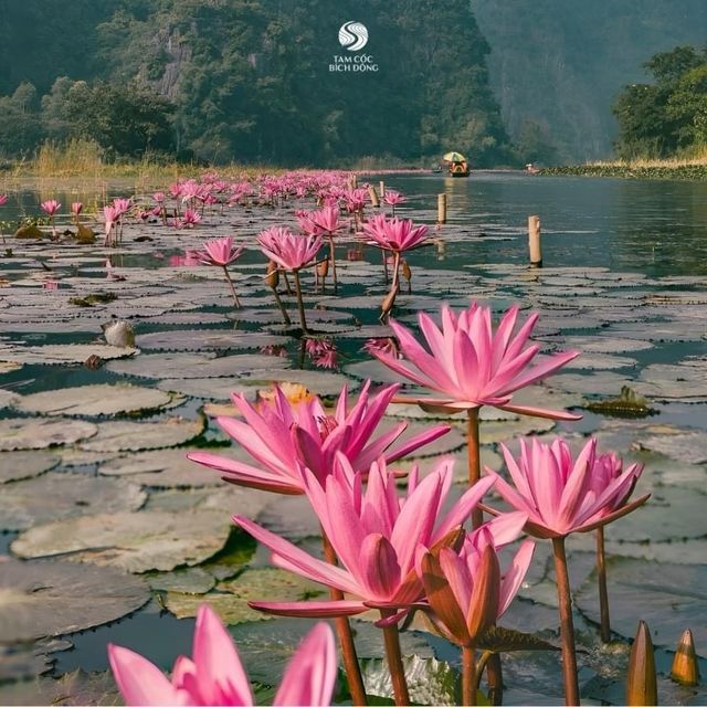 Ninh Bình Tam Coc Mua Cave Full Day 