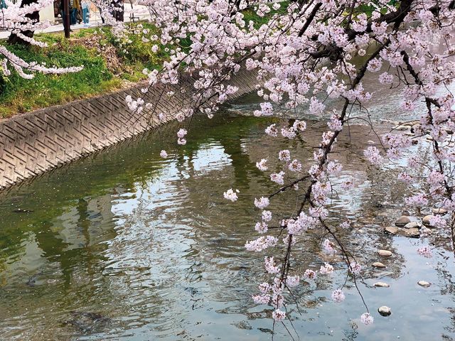 แม่น้ำโกโจ Iwakura (เทศกาลชมดอกซากุระ)🌸