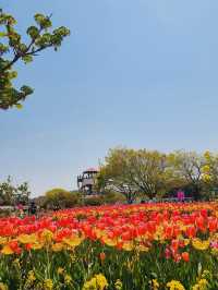 Korea Tulip Park