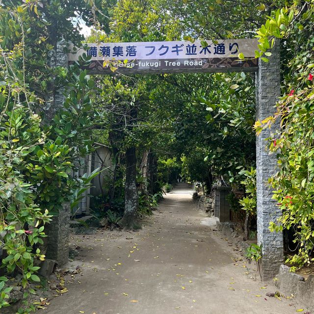 【フクギ並木】沖縄県名護の密かな観光スポット