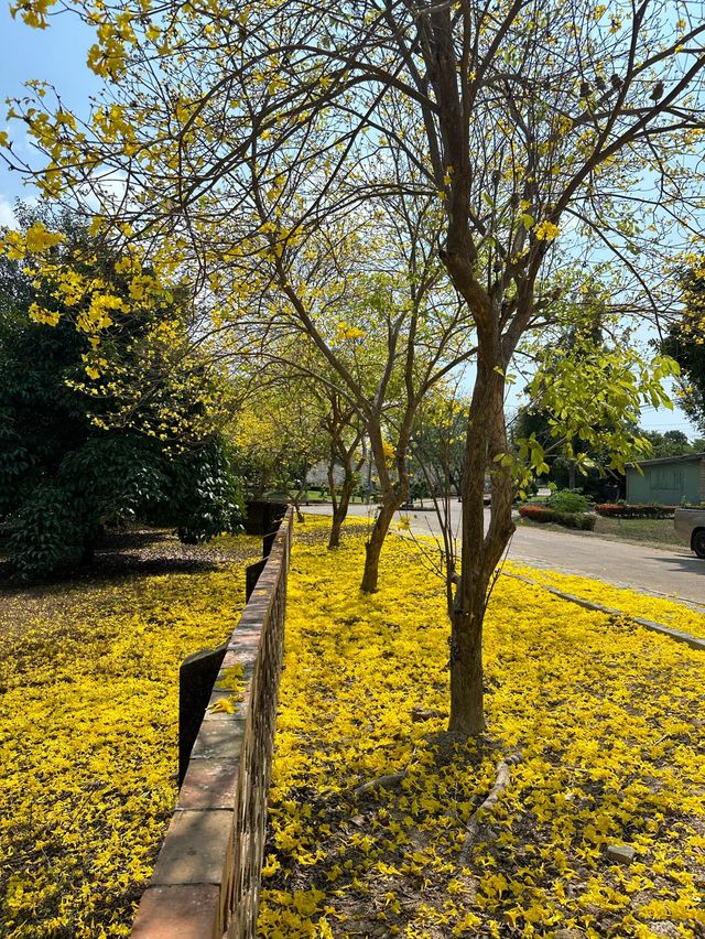 วังสวนบ้านแก้ว กับจุดถ่ายรูปต้นเหลืองอินเดีย🌼