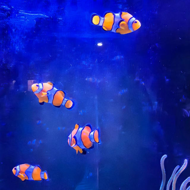 吉隆坡城中城水族館：海洋奇境，獨一無二的體驗