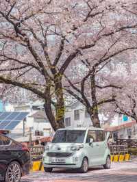 Gaegeum Cherry Blossom Rd. พิกัดชมพ็อตกตลับปูซาน