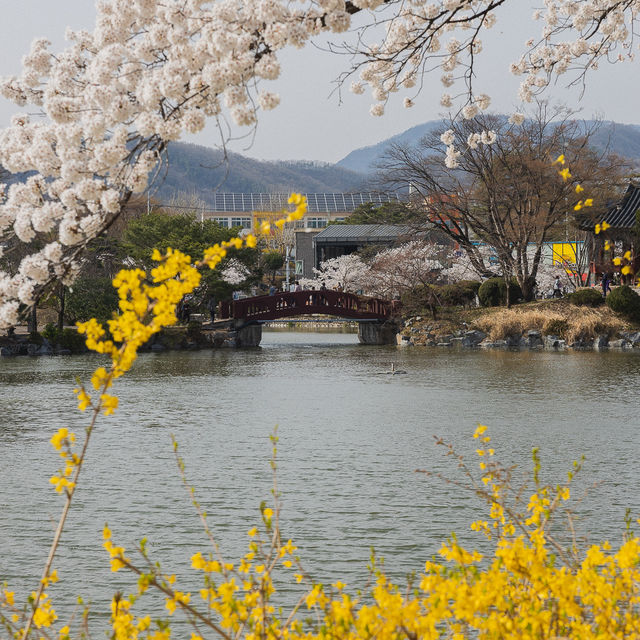 김천 야경벚꽃명소 연화지