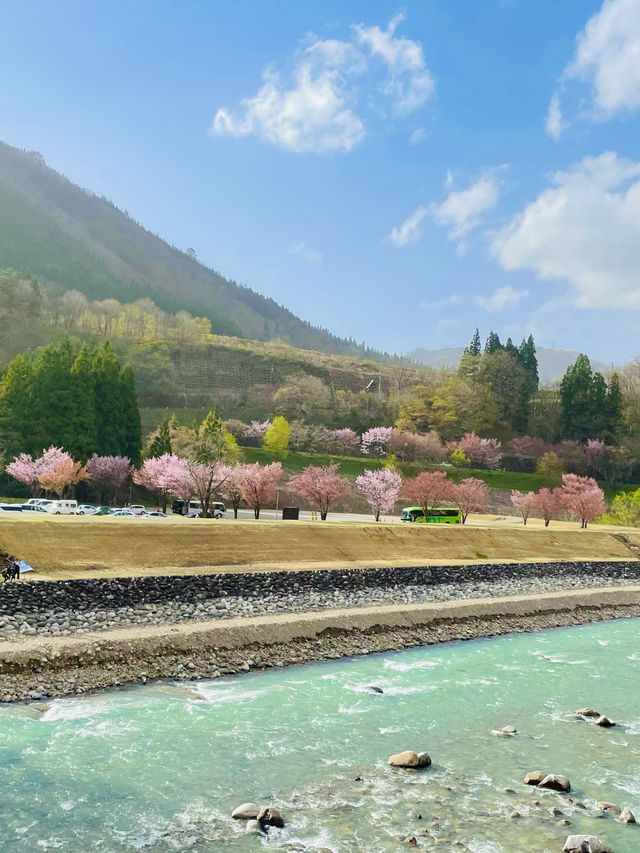 【絶景】一生に一度は行きたい！春の絶景が待つ白川郷へ🌸