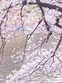 2024年　千鳥ヶ淵の桜！