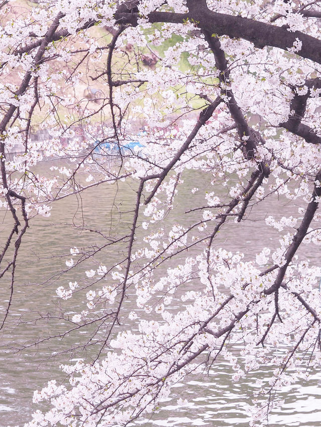 2024年　千鳥ヶ淵の桜！