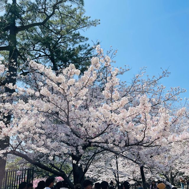 🌸ชมวิวปราสาทโคคุระท่ามกลางดอกซากุระบานสะพรั่ง