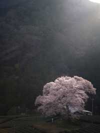 全国オススメの桜スポット紹介！🌸✨