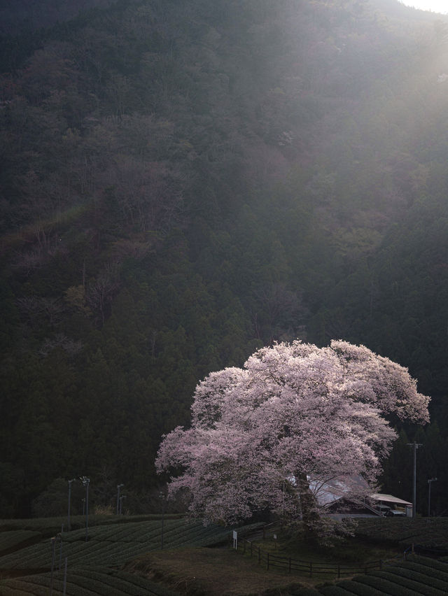 全国オススメの桜スポット紹介！🌸✨