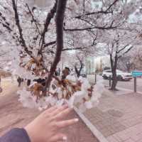Seoul Cherry Blossoms: Yeouido Hangang River