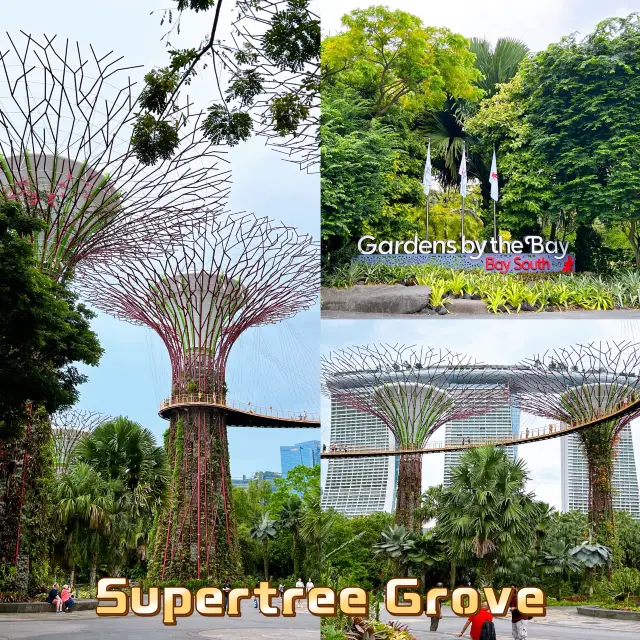 Fascinating Supertree Grove