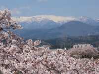 🌸【日本宮城縣】🌸白石川堤櫻花隧道，攝影愛好者和櫻花愛好者的天堂