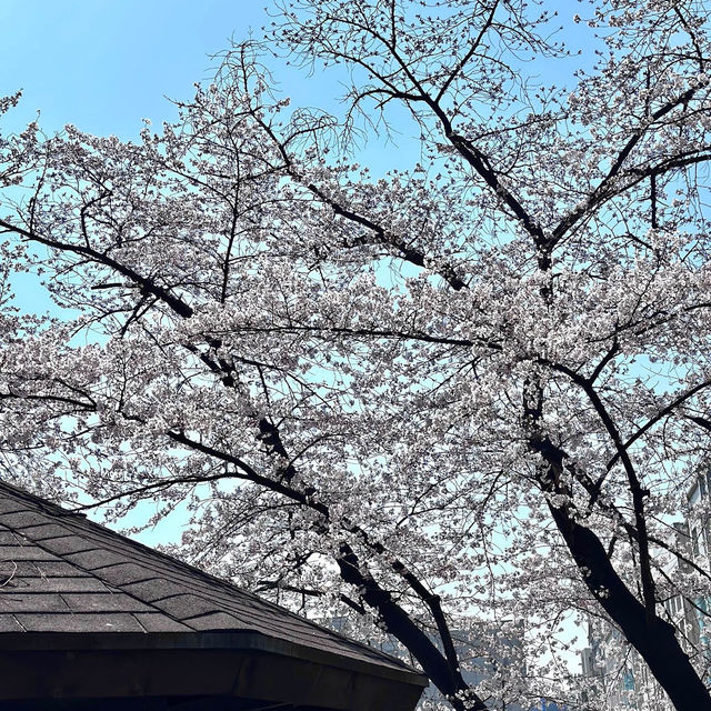 🌸「首爾慶熙大學春季賞櫻，絕佳時機感受韓國校園文化。」