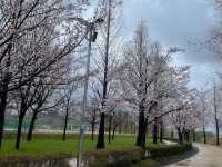 「釜山華明生態公園：春季遠離城市喧囂，親近自然的絕佳去處」