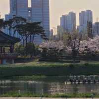 【釜山溫泉川市民公園】春日櫻花隧道，絕對是春遊首選！