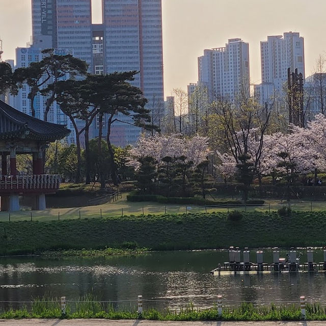 【釜山溫泉川市民公園】春日櫻花隧道，絕對是春遊首選！