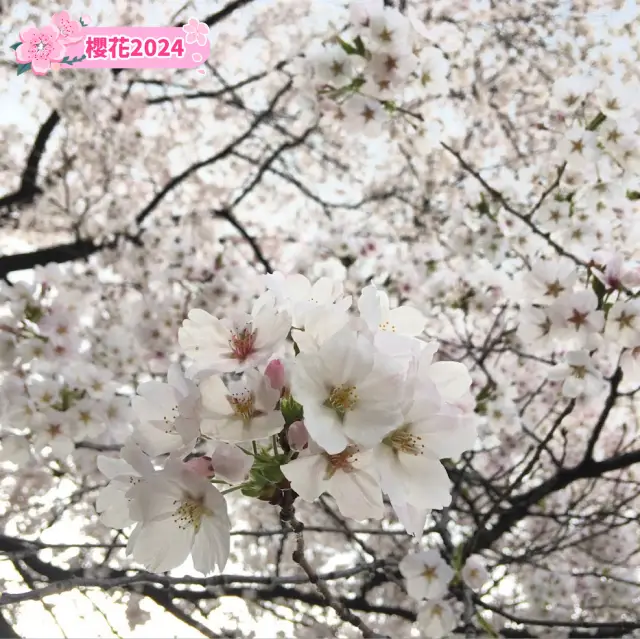 【首爾】兒童大公園：春天賞櫻，不容錯過！