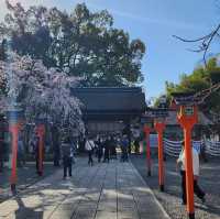 京都最美的賞櫻聖地🌸—平野神社⛩️