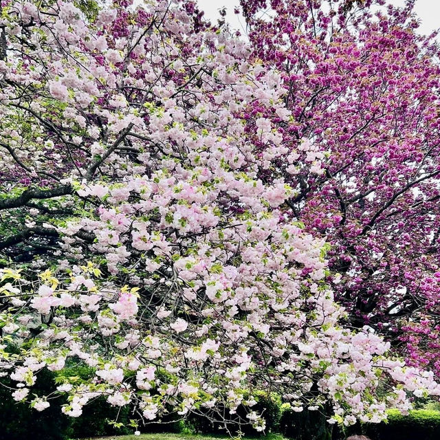 Stunning Cherry Blossom in Jeju Islands