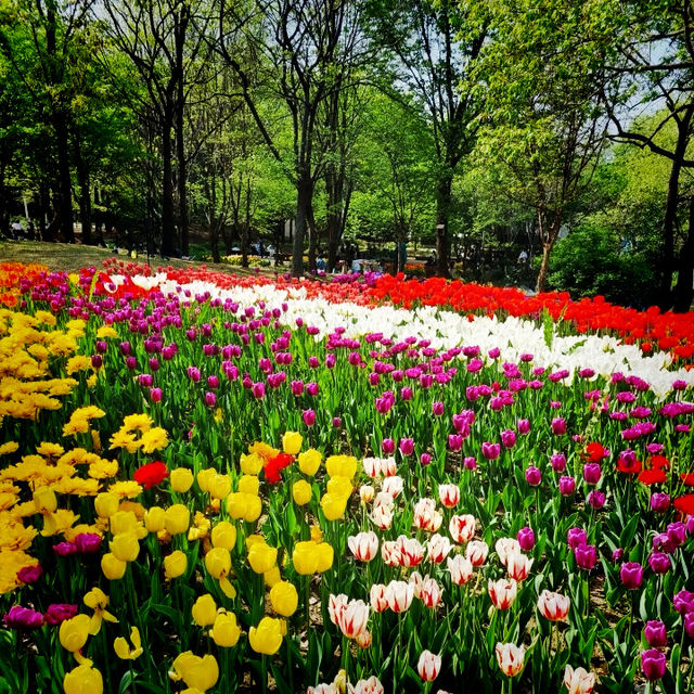 Tulip Garden at Seoul Forest 💐🌷