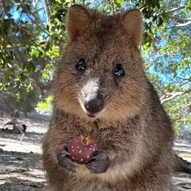 Amazing Rottnest Island with cute Quokkas!