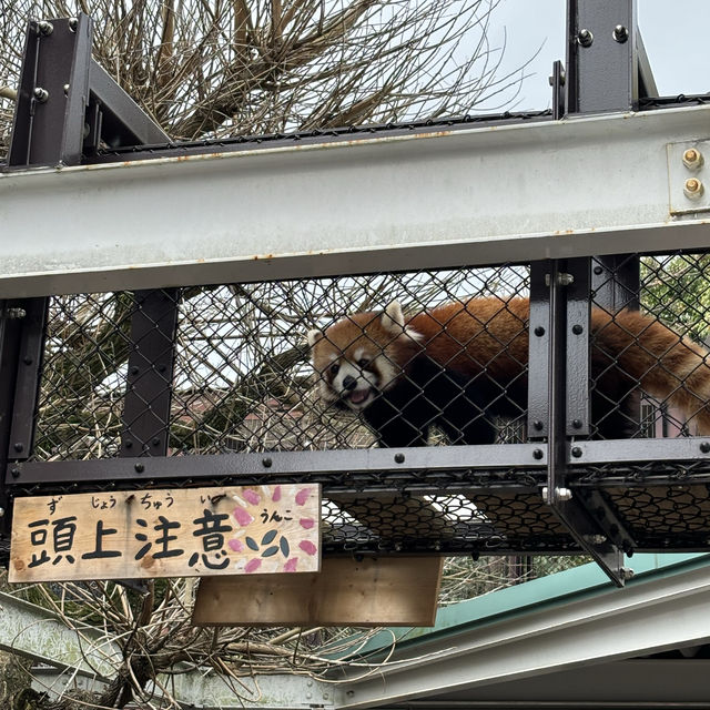 【27日會員日】免費換貴賓室！熊本之旅驚喜多，限時優惠！