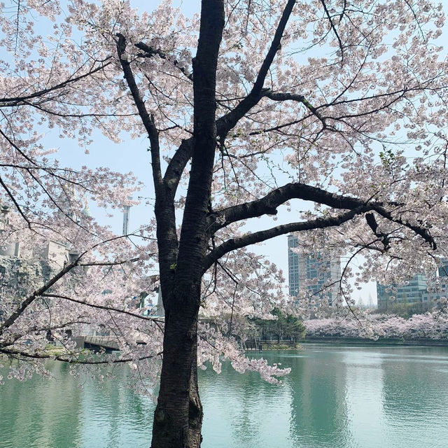 Cherry Blossoms 🌸 Yeouido Hangang Park @ Séoul 🇰🇷