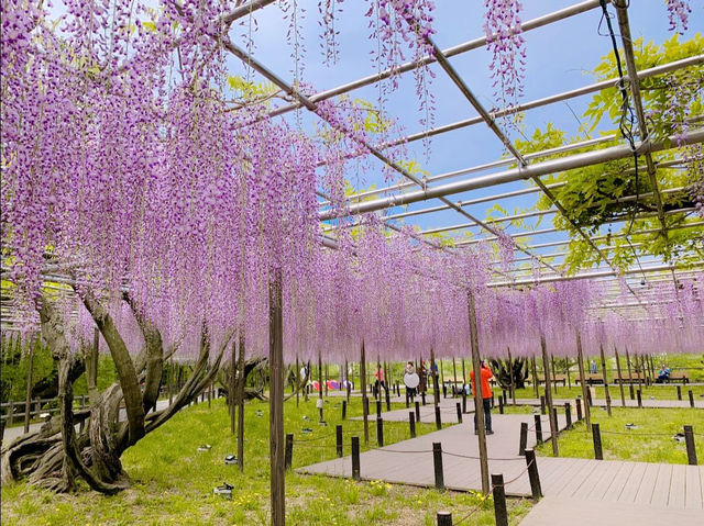 ชมดอกวิสทีเรีย (Wisteria) ใกล้นาโกย่า🪻