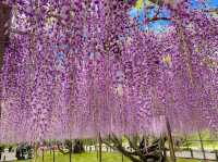 ชมดอกวิสทีเรีย (Wisteria) ใกล้นาโกย่า🪻