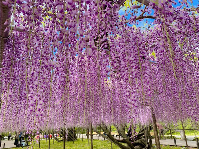 ชมดอกวิสทีเรีย (Wisteria) ใกล้นาโกย่า🪻