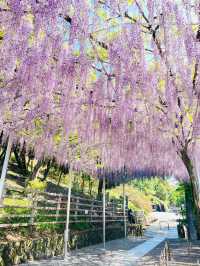 【おりひめの藤/栃木県】足利織姫神社の満開の藤