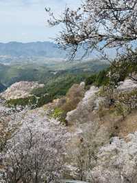 【奈良・吉野】一目で千本の桜をながめる