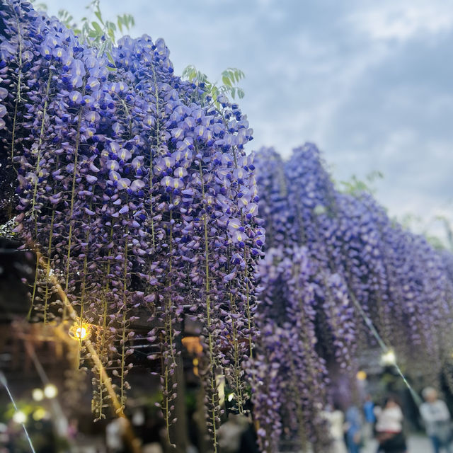 Wisteria garden in Niigata prefecture 