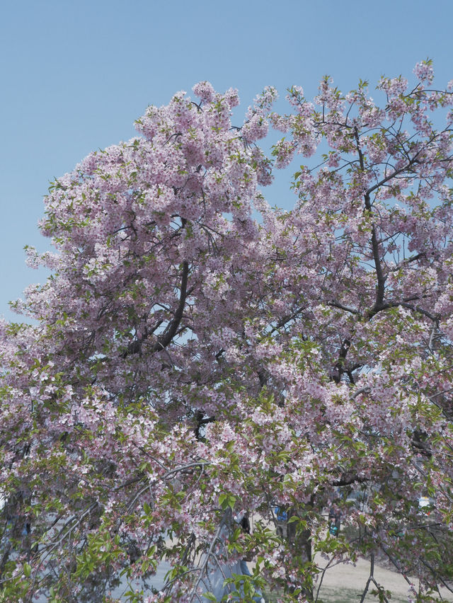 【上海辰山植物園】玉蘭花和櫻花盛會